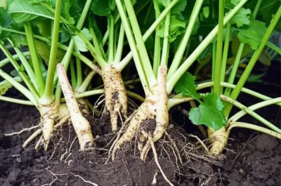 Illustration horseradish - Image 1