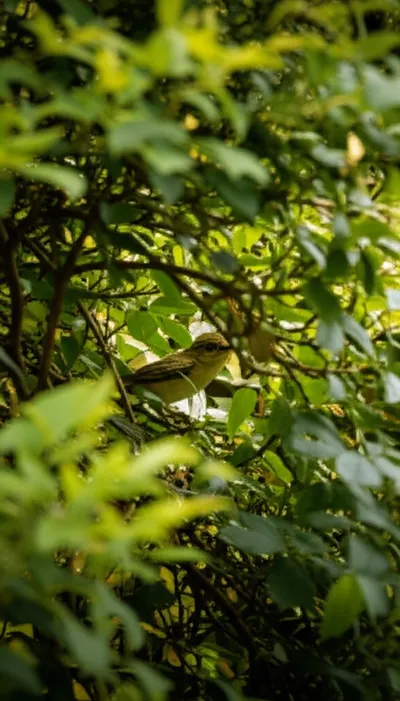 Illustration embossing - Image 1