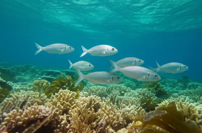 Illustration boxes - Image 1