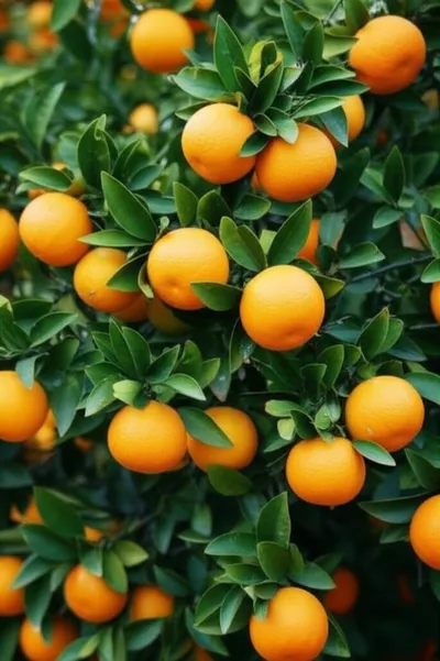 Illustration oranges