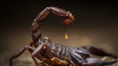 Illustration stingers - Image 1