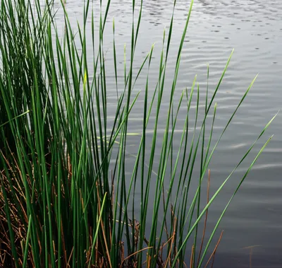 Illustration reed - Image 1