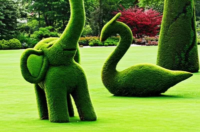Illustration topiary