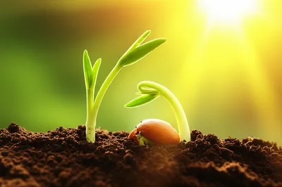 Illustration quickens - Image 1