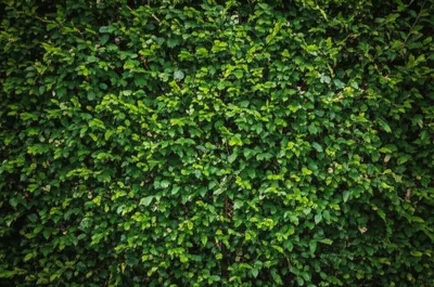 Illustration thickset - Image 1