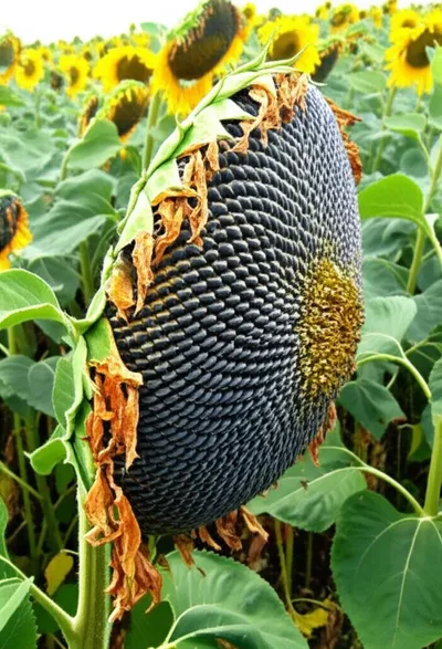 Illustration droops - Image 1