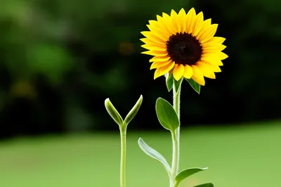 Illustration copy - Image 1