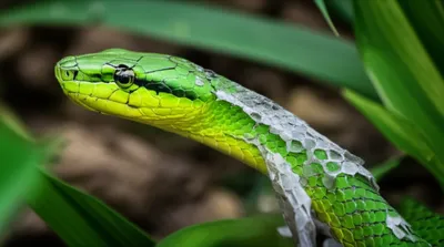 Illustration molt - Image 1