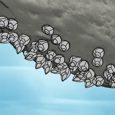 Illustration barnacles - Image 1