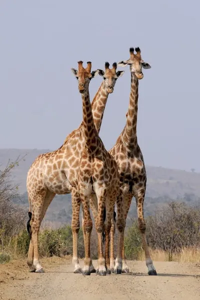 Illustration giraffes - Image 2