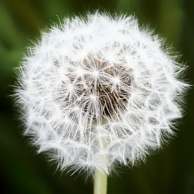 Illustration fluffed - Image 1