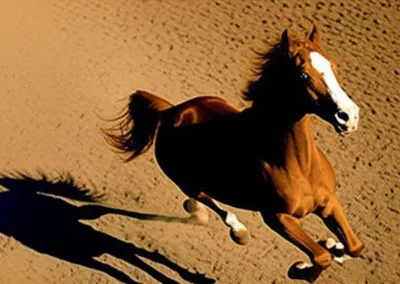 Illustration skewed - Image 1