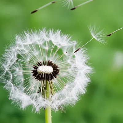 Illustration dandelion - Image 1