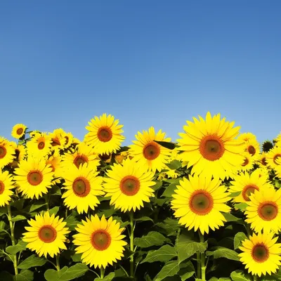 Illustration synchronized - Image 1