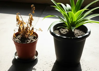 Illustration neglect - Image 1