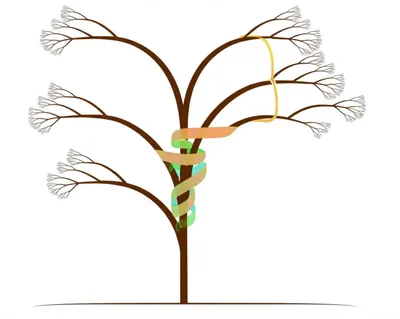 Illustration clade - Image 1