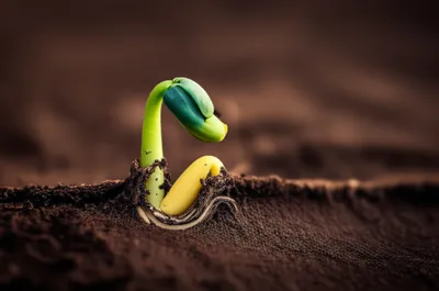 Illustration crown - Image 1