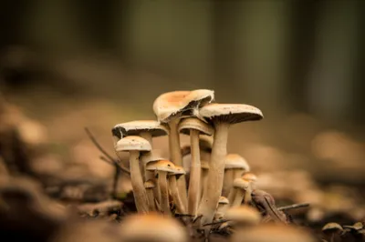 Illustration veil - Image 1