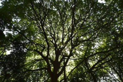 Illustration shroud - Image 1