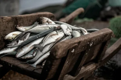 Illustration sedans - Image 1