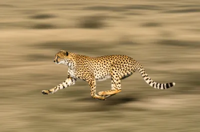 Illustration expeditions - Image 1