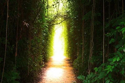 Illustration clearest - Image 2