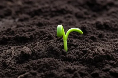 Illustration smother - Image 1