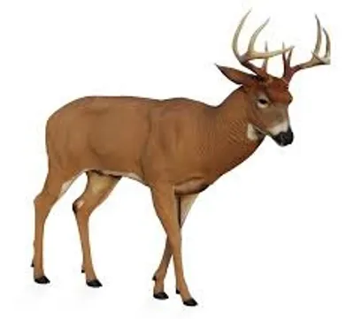 Illustration buck - Image 2