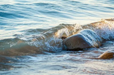 Illustration lipping - Image 1