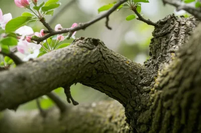 Illustration apple - Image 1