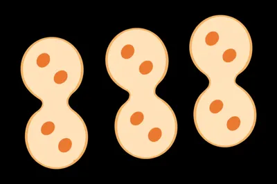 Illustration cleavage - Image 1