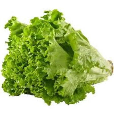 Illustration lettuce - Image 2