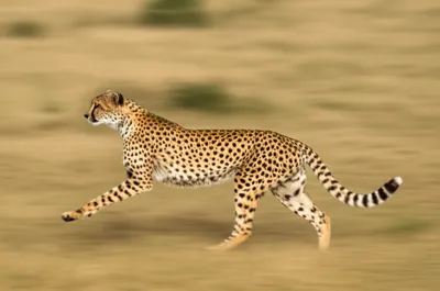 Illustration racks - Image 1