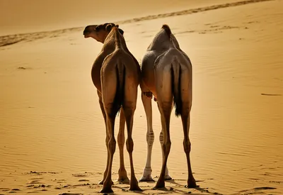 Illustration humps - Image 1