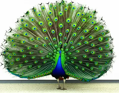 Illustration outspreads - Image 1