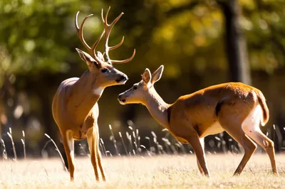 Illustration rut - Image 1