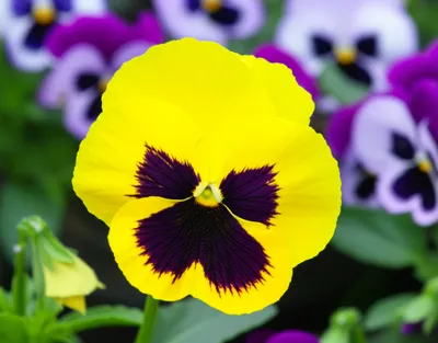 Illustration pansies - Image 1