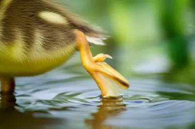 Illustration webbed - Image 1