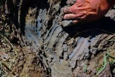 Illustration gumbo - Image 2