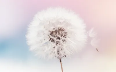 Illustration pouf - Image 1