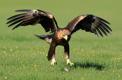 Illustration pounced - Image 1