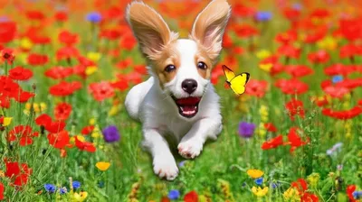 Illustration scampered