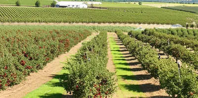 Illustration orchards - Image 1