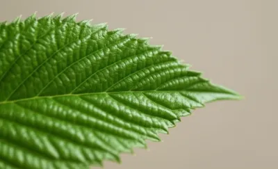 Illustration serrate - Image 1