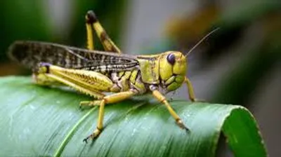 Illustration locust - Image 2