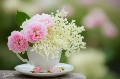 Illustration porcelains - Image 1