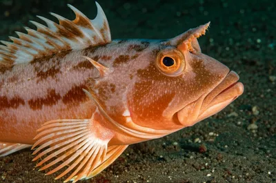 Illustration pipers - Image 1