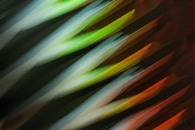 Illustration whip - Image 1