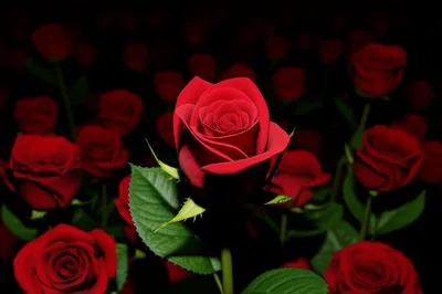 Illustration focalise - Image 1