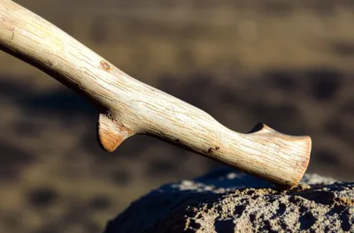 Illustration canes - Image 1